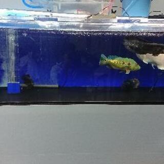カンテツ、アクリル水槽