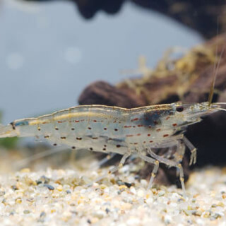 ヌマエビ 助け合い ジモティー