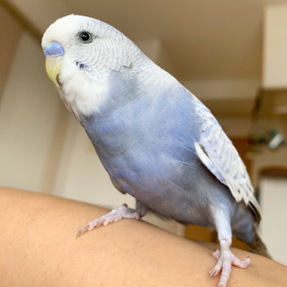 【早良区 セキセイインコが迷子になりました】 - 手伝って/助けて