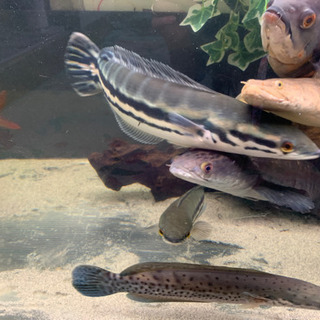 レッドスネークヘッド(ショートボディ)45cm 引き取り限定