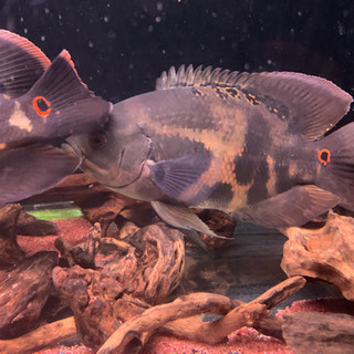 オスカー レッドベリーF1 熱帯魚