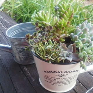 植物のある暮らし 多肉植物寄せ植え教室 パナソニックリビングショウルーム東東京 北綾瀬 すまいるラボ 北綾瀬のワークショップのイベント 参加者募集 無料掲載の掲示板 ジモティー 植物のある暮らし 多肉植物寄せ植え教室 パナソニックリビングショウルーム東東京 北綾瀬 すまいるラボ 北綾瀬のワークショップのイベント 参加者募集 無料掲載の掲示板 ジモティー