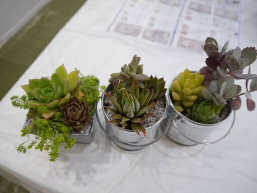 植物のある暮らし 多肉植物寄せ植え教室 パナソニックリビングショウルーム東東京 北綾瀬 すまいるラボ 北綾瀬のワークショップのイベント参加者募集 無料掲載の掲示板 ジモティー