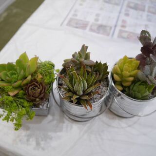 植物のある暮らし 多肉植物寄せ植え教室 パナソニックリビングショウルーム東東京 北綾瀬 すまいるラボ 北綾瀬のワークショップのイベント参加者募集 無料掲載の掲示板 ジモティー