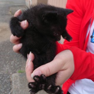 黒猫子猫 里親様急募です - 宇都宮市