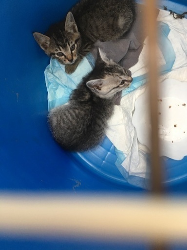 無事に里親様決まりました ケコママ3 銚子の猫の里親募集 ジモティー 無事に里親様決まりました ケコママ3 銚子の猫の里親募集 ジモティー