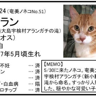 6月2日(日)の猫の譲渡会に出します❤️琉球・奄美大島特集 カランガキの滝から来たよ ゴメン僕はエイズだって。でも来たよ。 - 猫