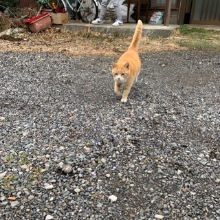 茶トラの女の子です - 猫