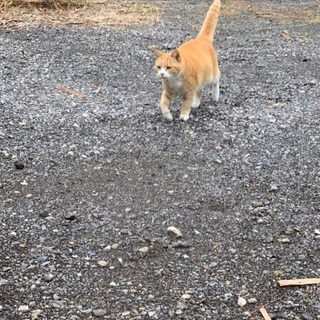 茶トラの女の子です − 栃木県