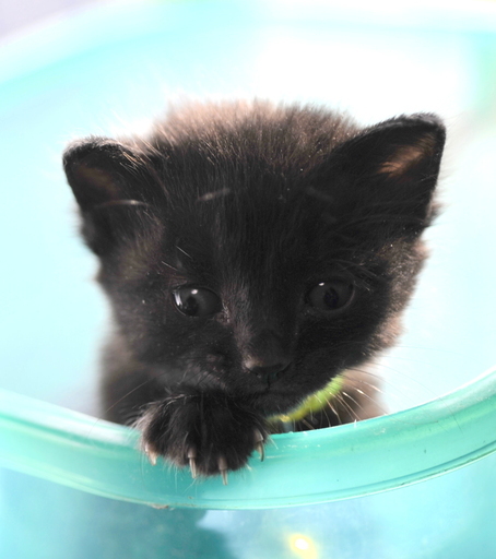 黒猫多分メス 野良の子猫生後約２ 3週間 飼い主不在を確認済み シュン 加古川の猫の里親募集 ジモティー