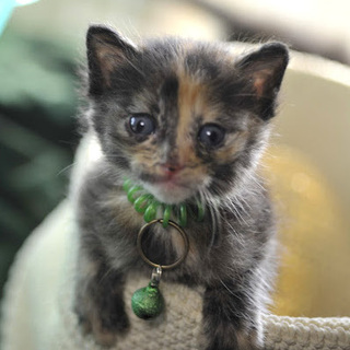 サビ：B　メス？！　野良の子猫　生後約２〜3週間？　飼い主不在を...