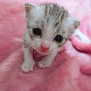 愛知県動物管理センターから引き出しの画像