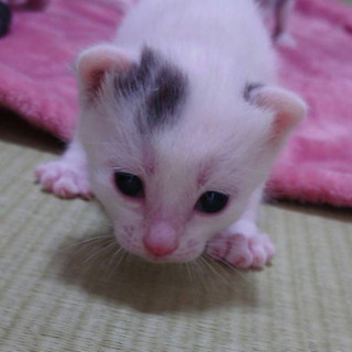 愛知県動物管理センターから引き出し - あま市