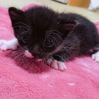 愛知県動物管理センターから引き出し − 愛知県