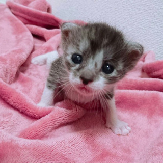 愛知県動物管理センターから引き出し - 猫