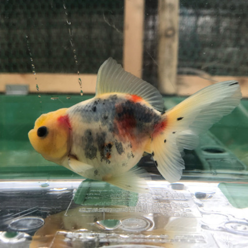 鈴木系東錦 深見養魚場産 2匹セット1500円で売ります じゅん 枚方のその他の中古あげます 譲ります ジモティーで不用品の処分 鈴木系東錦 深見養魚場産 2匹セット1500円で売ります じゅん 枚方のその他の中古あげます 譲ります ジモティーで不用品の処分