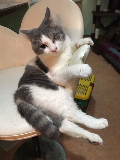 スコ座りが得意な がっちゃん 一般社団法人グラビュ 姫路の猫の里親募集 ジモティー