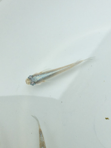 メダカ 卵の孵化 観察 レアメダカ ナオ 尾道のその他の中古あげます 譲ります ジモティーで不用品の処分