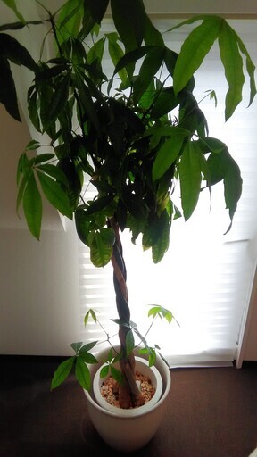 観葉植物 パキュラ パキラ をお譲りします Hiro2 池袋のその他の中古あげます 譲ります ジモティーで不用品の処分