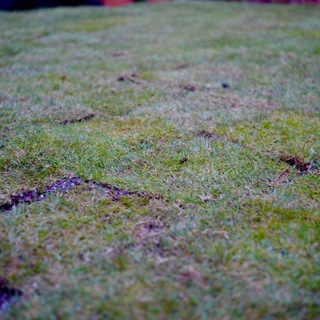 新鮮な芝生です。熊本県産姫高麗芝 10平米から最大180平米分まで