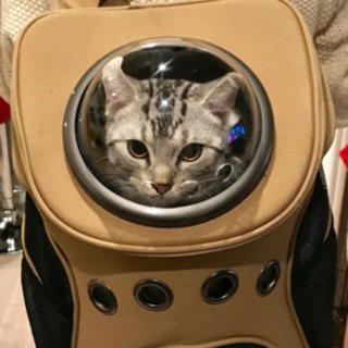 宇宙船猫バックを譲ります