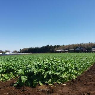 野菜の出荷調整作業のお仕事して頂ける方アルバイト募集しています。