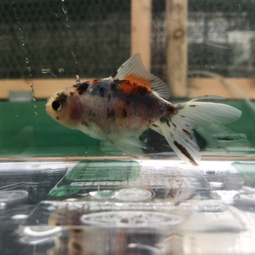 金魚 鈴木東錦 萩本氏作出 魚 を各1000円で売ります 2匹居ます じゅん 枚方のその他の中古あげます 譲ります ジモティーで不用品の処分 金魚 鈴木東錦 萩本氏作出 魚 を各1000円で売ります 2匹居ます じゅん 枚方のその他の中古あげます 譲ります ジモティーで不用品の処分