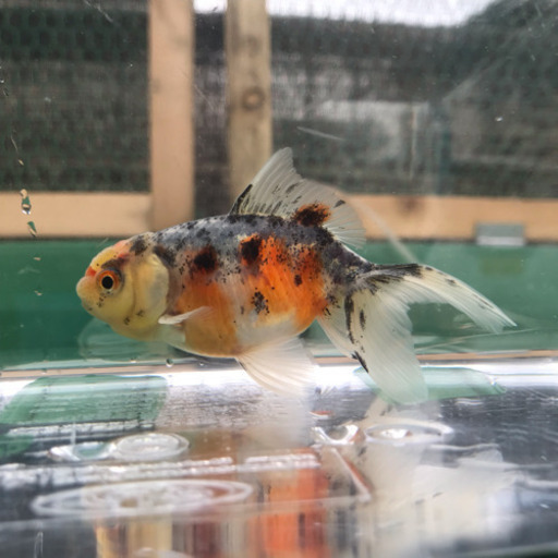 金魚 鈴木東錦 萩本氏作出 魚 を各1000円で売ります 2匹居ます じゅん 枚方のその他の中古あげます 譲ります ジモティーで不用品の処分 金魚 鈴木東錦 萩本氏作出 魚 を各1000円で売ります 2匹居ます じゅん 枚方のその他の中古あげます 譲ります ジモティーで不用品の処分