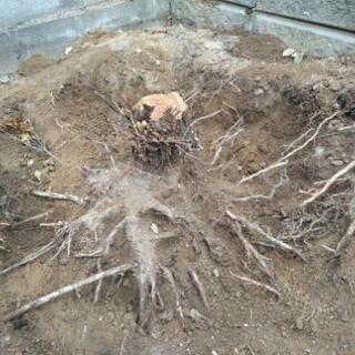 庭木の根の除去 抜根作業をおねがいしたいです　５本