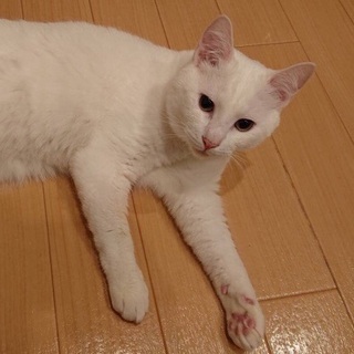 甘えんぼのまっしろねこの画像