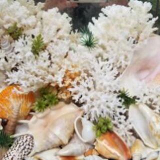 サンゴ　珊瑚　飾り　装飾