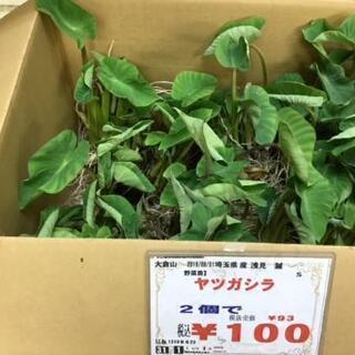 ヤツガシラ2こ100円