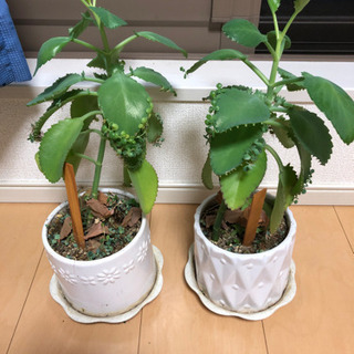 【交渉中】子宝草 多肉植物 鉢と受け皿セット