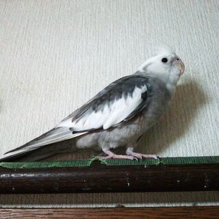 オカメインコのちーちゃんが、迷子になりました。