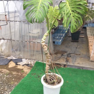 観葉植物　モンステラ　デリシオーサ