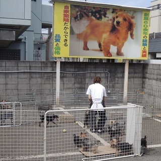 ペットショップで子犬のケージをお掃除してください ハミングバード 河内天美の清掃の無料求人広告 アルバイト バイト募集情報 ジモティー