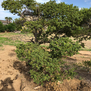 樹木 2本 売ります