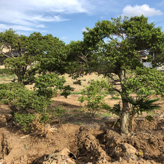 樹木 2本 売ります