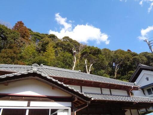 市原市 伐採 杉 大径木 の伐採 樹齢100年 胸高直径約1m 樹高約30m