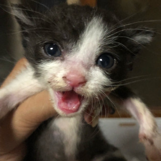 子猫の里親さん募集です!!