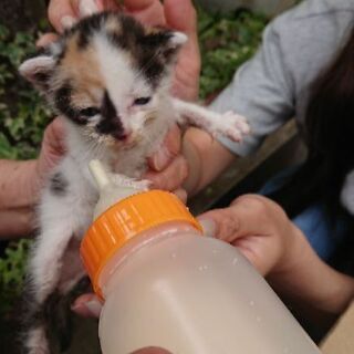 三毛猫の赤ちゃんの里親を探しています - 柏市