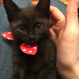 黒猫の女の子3ヶ月