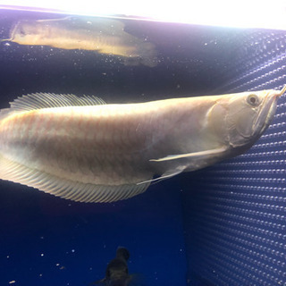 その他 アルビノシルバーアロワナセミショート