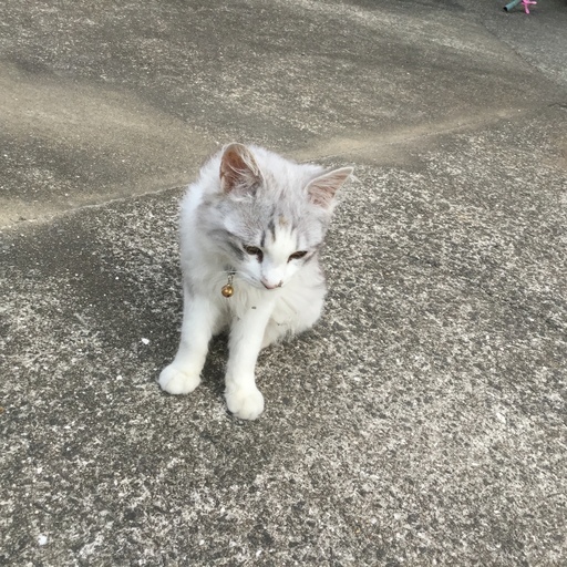 長毛の綺麗な子猫 人に寄ってくる 4ヶ月 半年ぐらいの男の子です Bちゃんです 鹿島の猫の里親募集 ジモティー 長毛の綺麗な子猫 人に寄ってくる 4ヶ月 半年ぐらいの男の子です Bちゃんです 鹿島の猫の里親募集 ジモティー