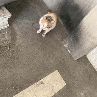 猫ちゃんを助けてください - 大阪市