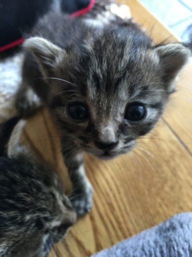 生後3週間くらいのキジトラの子猫 もん 新羽島の猫の里親募集 ジモティー
