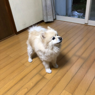 里親を探してます - 犬