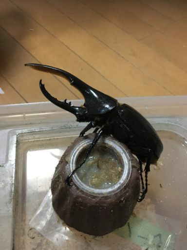 ヘラクレス ♂ A