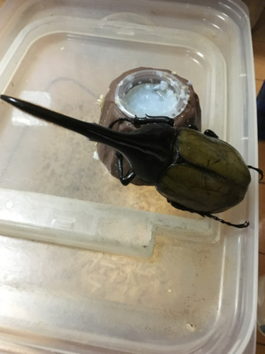 ヘラクレス ♂