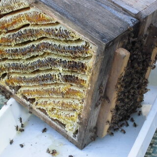 日本蜜蜂の蜜搾り見学会